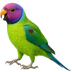 Plum-headed Parakeet